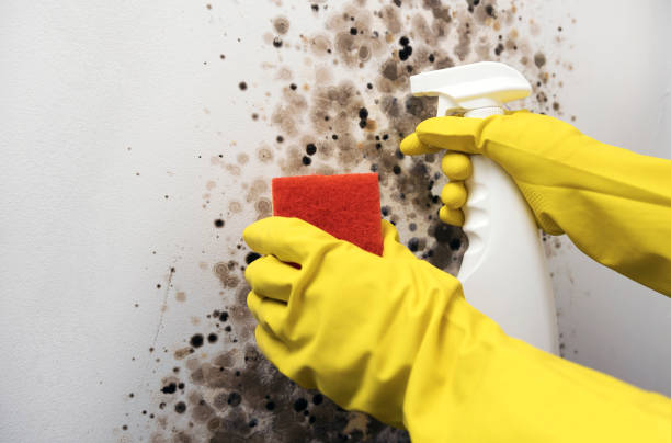 Best Black Mold Removal  in Sale Creek, TN