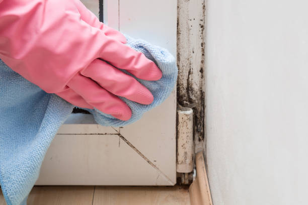 Best Attic Mold Removal  in Sale Creek, TN